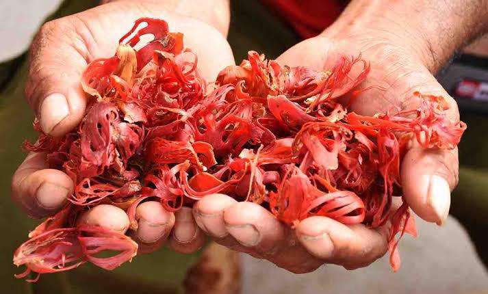 Blómstrandi múskat haldið varlega í tveimur höndum