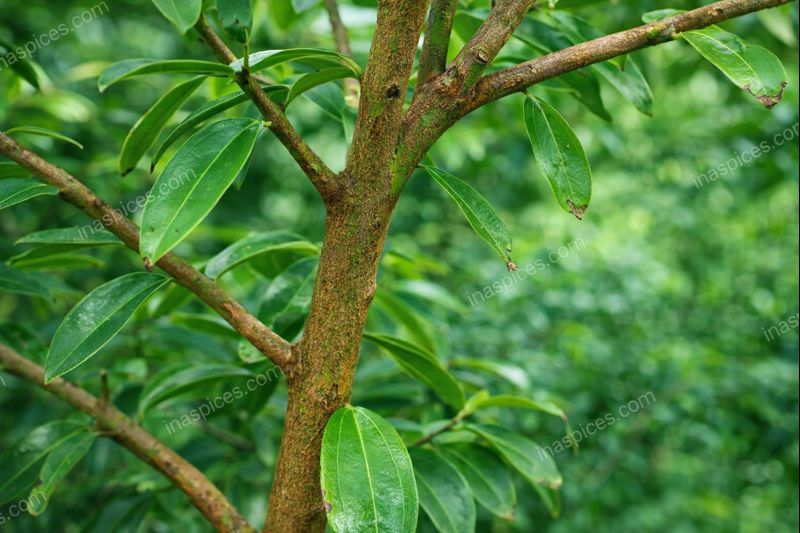 Nálæg mynd af kaniltré sem sýnir smáatriði í greinum og laufum