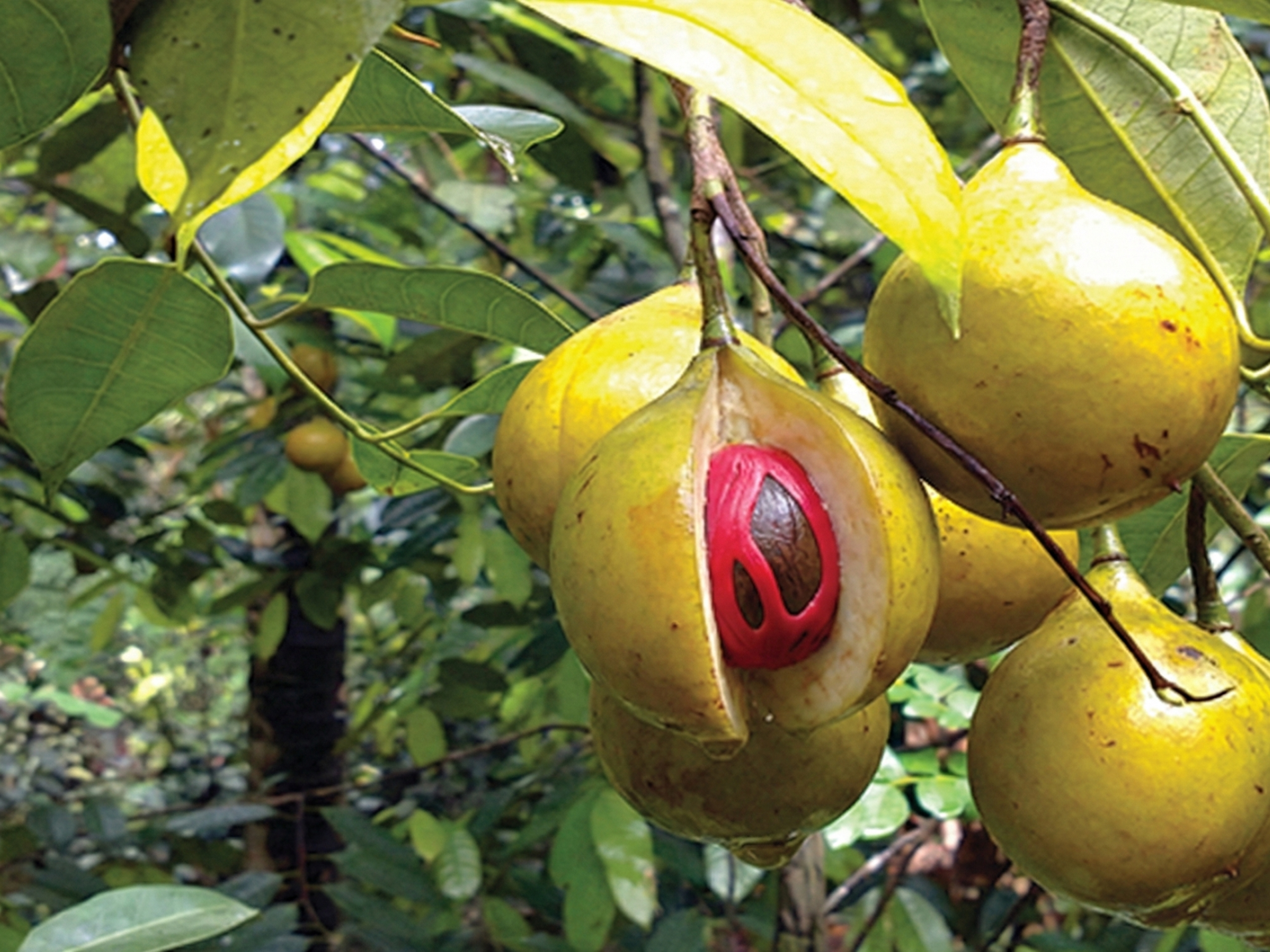 Ka dieng Pala bad u Soh Pala